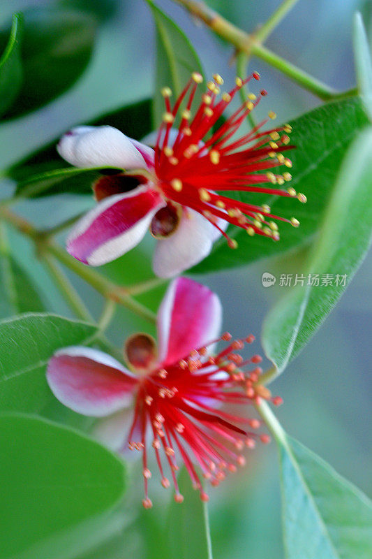 费约花/菠萝番石榴/六甲花/